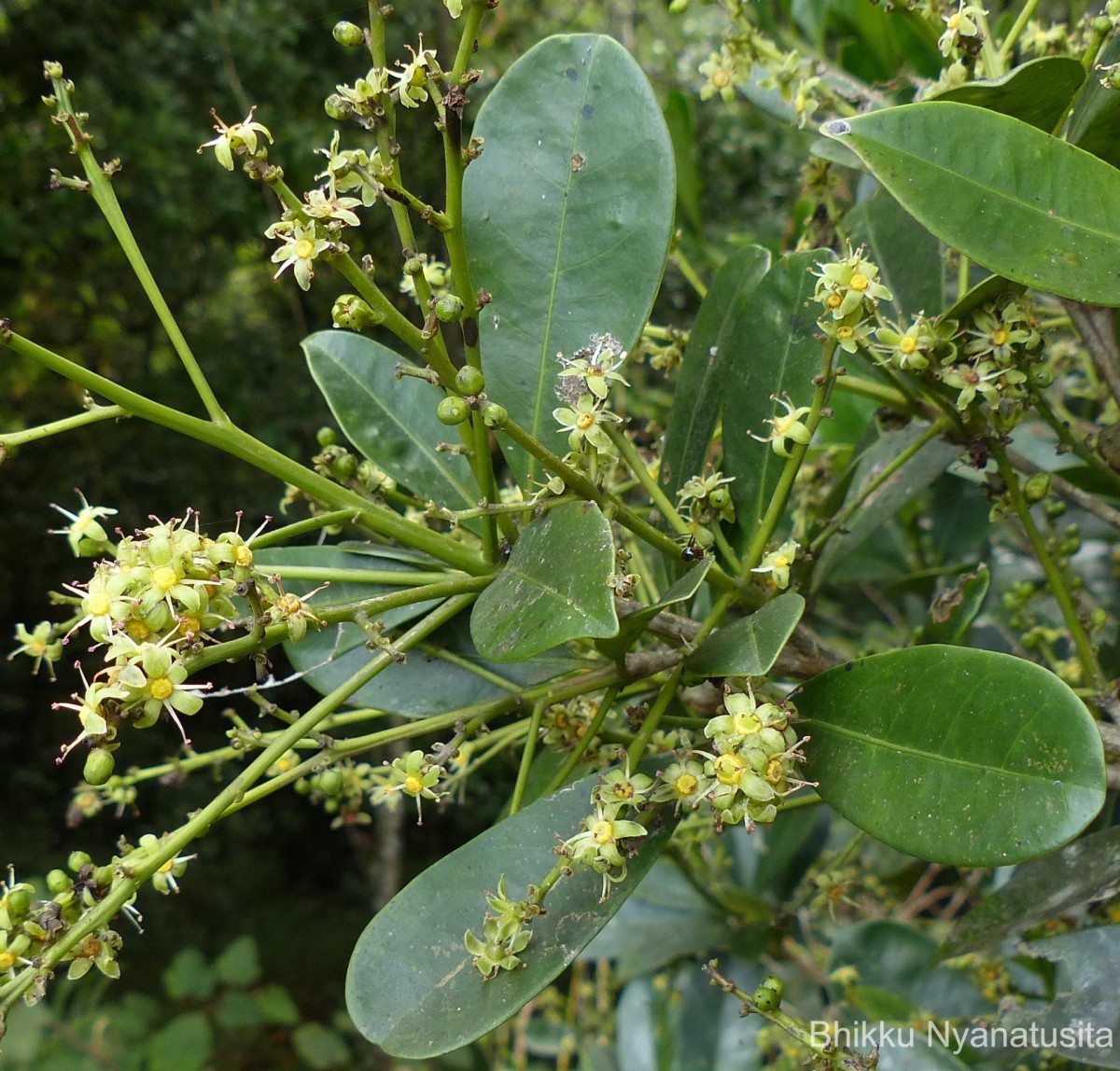 Semecarpus coriaceus Thwaites